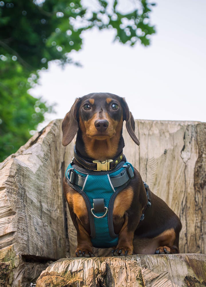 petit chien assis avec un harnais bleu