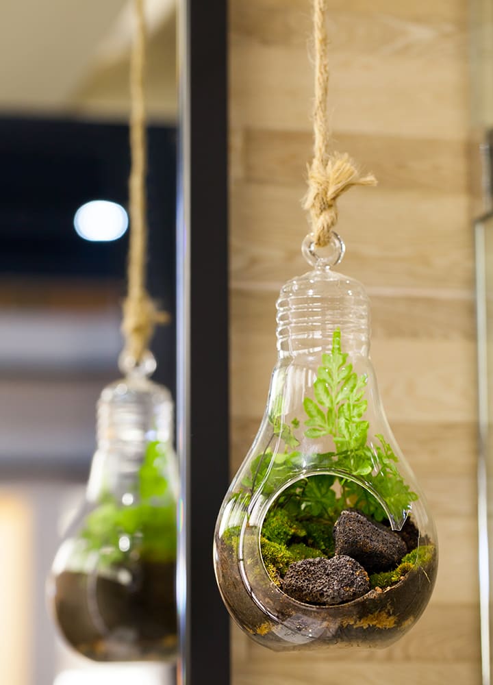 terrarium avec plantes à suspendre