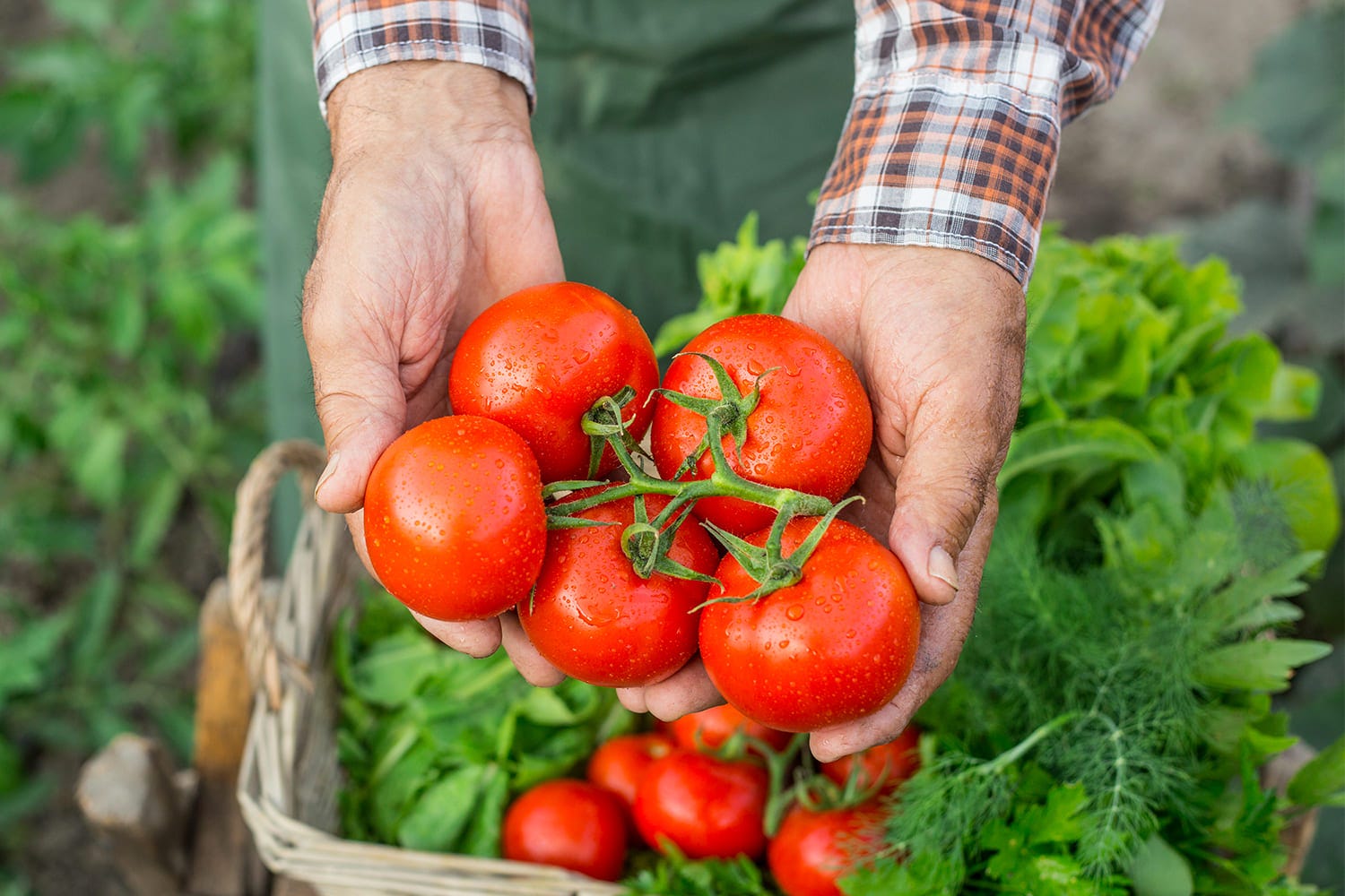 récolte tomates en grappe du jardin 