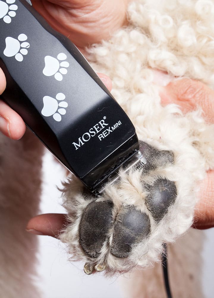 hygiène et soins coussinets chien soins des coussinet tonte poils