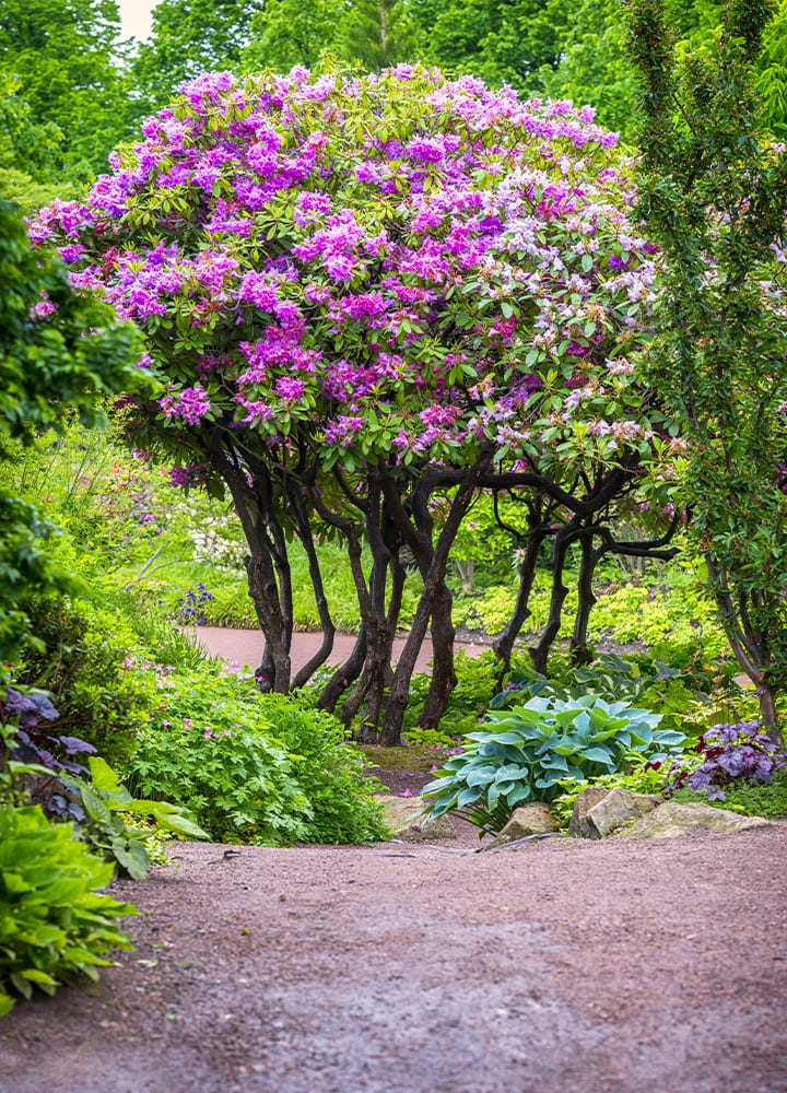 végétaux décoratifs de jardin 