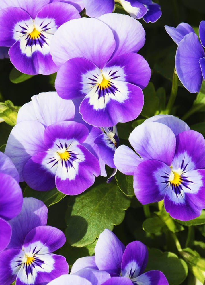 plantation violas fleurs jardin plantation jardin violas