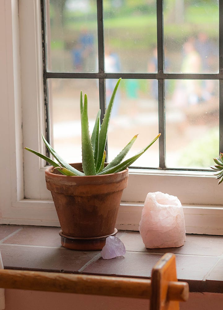 Aloe Vera - plante dépolluante chambre Plante dépolluante l'aloe Vera