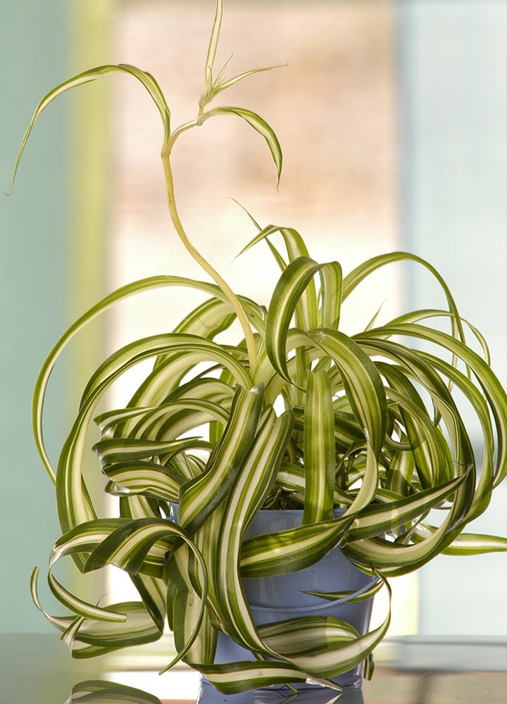 Le chlorophytum chevelu Photo d'un chlorophytum chevelu - plante dépolluante