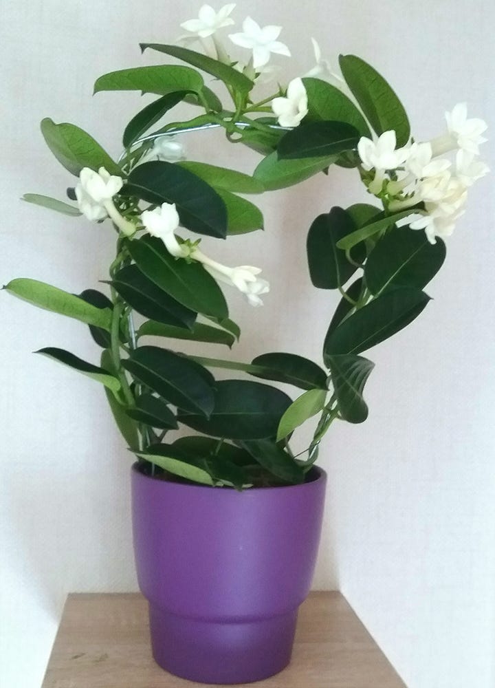 Jasmin - plante relaxante chambre Jamsin plante relaxante