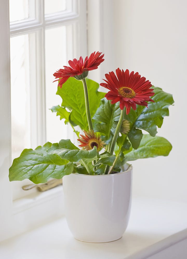 Gerbera plante dépolluante