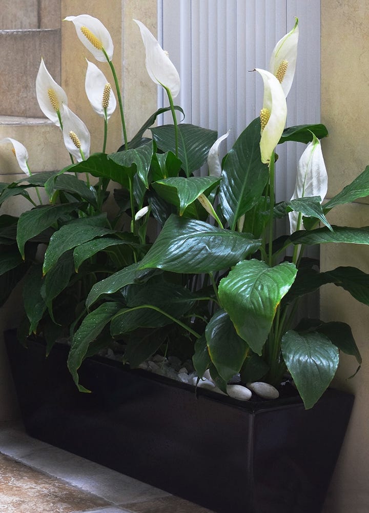 Le spathiphyllum Plante dépolluante le spathiphyllum