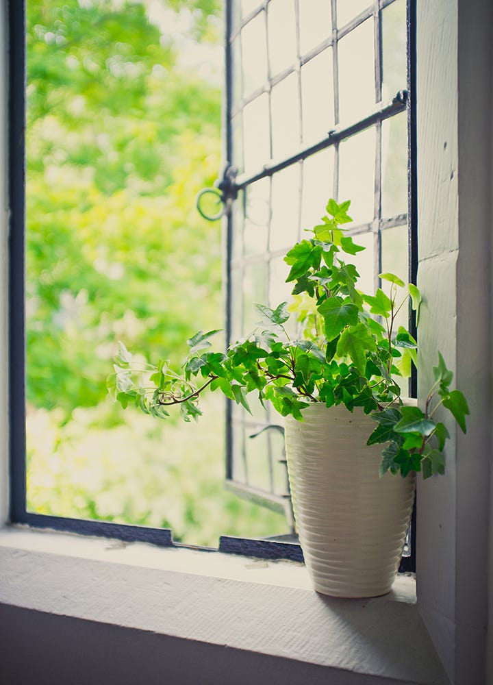 Lierre anglais plante dépolluante