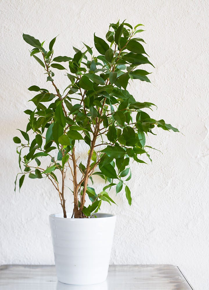 FIcus plante dépolluante