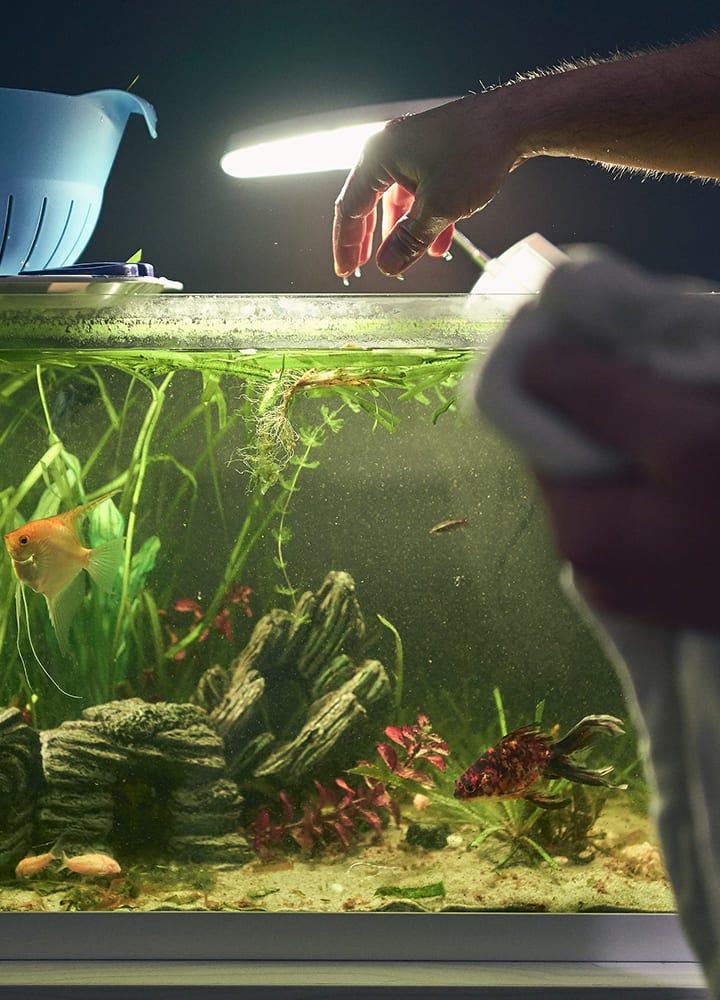 Ajouter un nouveau poisson dans l'aquarium