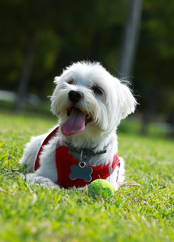 Westie allongé dans l'herbe avec une médaille autour du cou